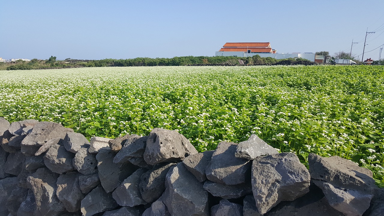 A buckwheat field